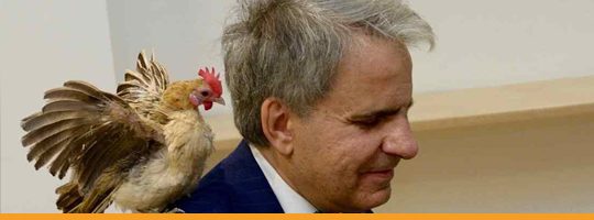 gallina-news